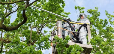 Ein Mann in Schutzkleidung steht in einer Hebebühne und entfernt in einer Baumkrone ein Nest des Eichenprozessionsspinners mit einem speziellen Sauger. 