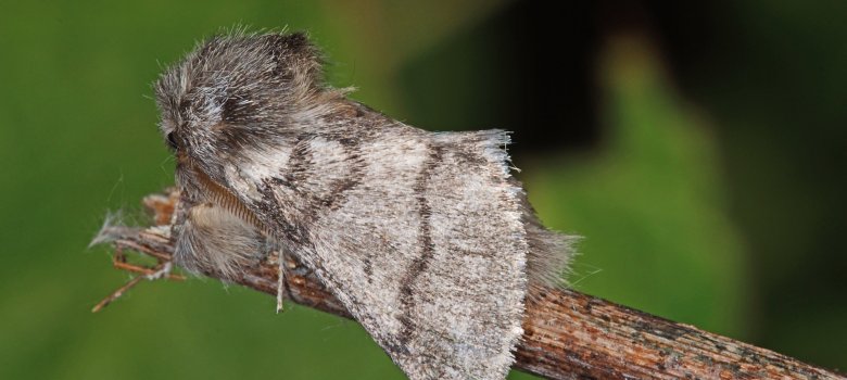 Ein braun-grauer Falter auf einem Ast. 