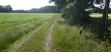 Ein Feldweg in der Landschaft. 