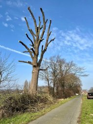 Ein Baum, der stark zurückgeschnitten wurde und kahl aussieht. 