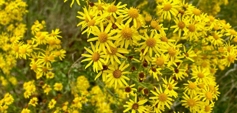 Eine Nahaufnahme vieler leuchtend gelber Blüten des Johanniskreuzkrautes.